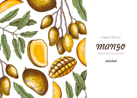 Vintage tropical background. Ripe mango sketch. Hand-drawn vector illustration. Tropical fruit banner design, juice packaging, mixed media print. NOT AI generated